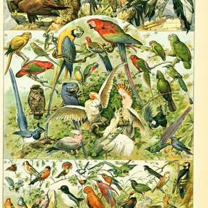 1897 Large Size Bird antique print French Larousse Dictionary Original identification plate Framing