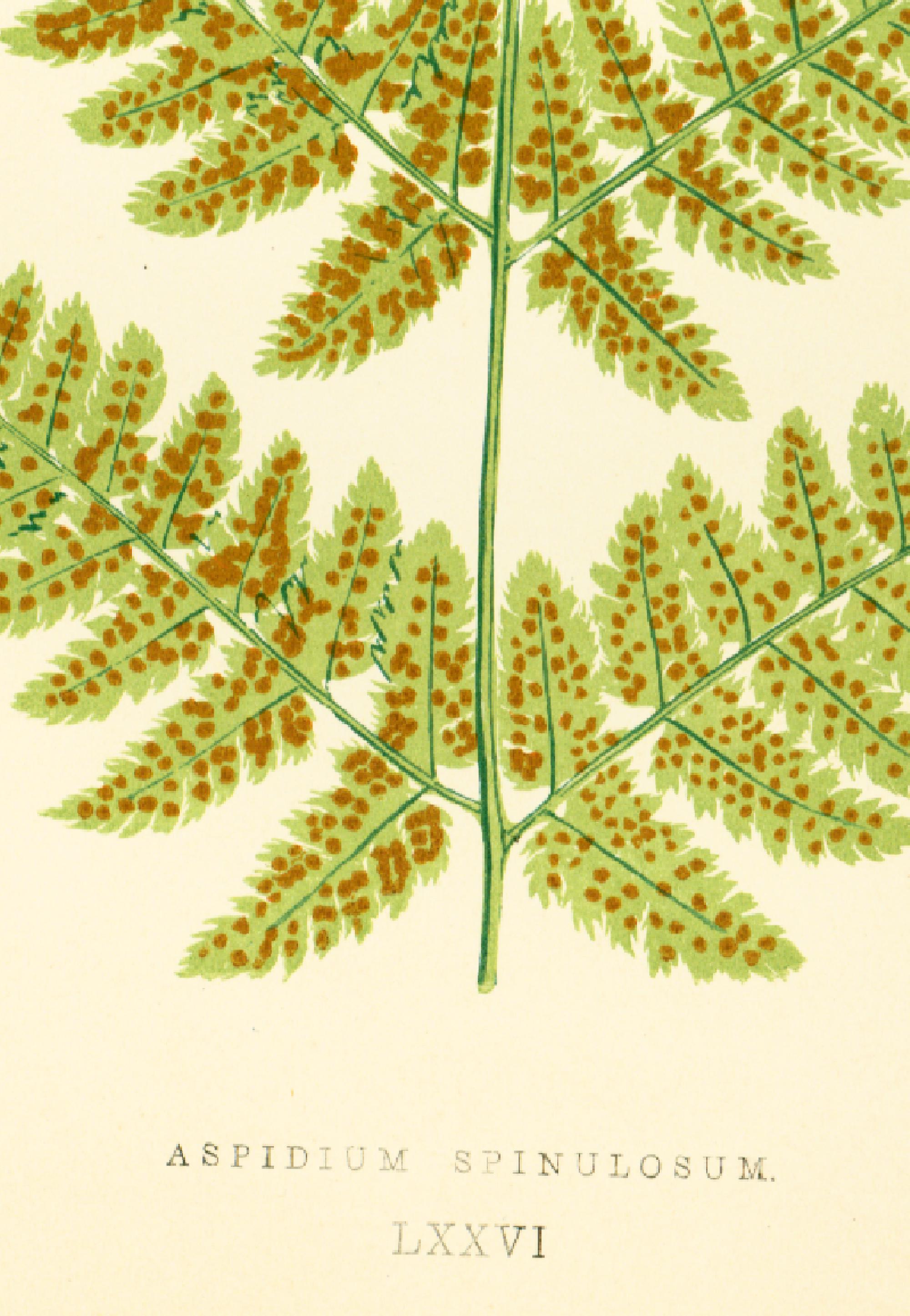 1867 Antique Aspidium Spinulosum Fern Leaf Fronds Print Vintage ...