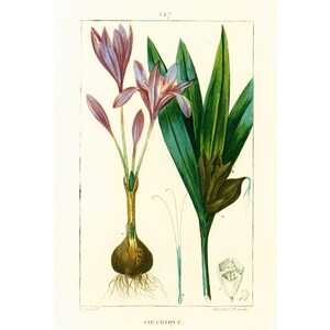 1831 Colchicum Antique Print Medicinal Poisonous Plant Natural History Botanical Botany Wall Art framing Home decor