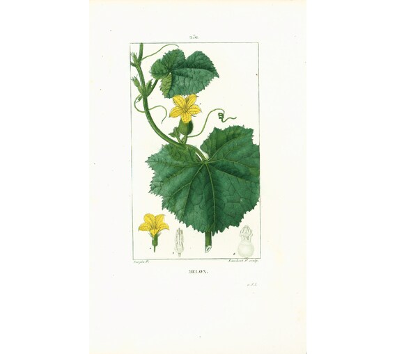 1831 Melon Cucurbitacée Fruits Planche Botanique Ancienne Flore Médicale Chaumeton Panckoucke Poiret Turpin 187 ANS D'AGE