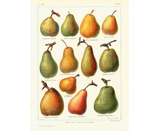 1922 Antique Pear Print, Pears Wall Art Vintage Lithograph Fruit Decor  illustration Larousse