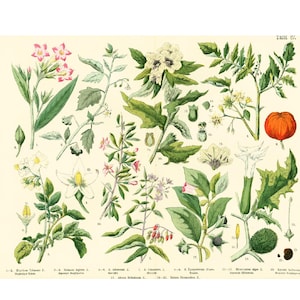 1885 Solanaceae Datura Tabak Belladonna Tomaat Geneeskrachtige Plant Farmacopee Fytotherapie Originele Botanische Plaat