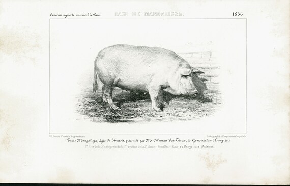 1856 Porc Mangalitza Porc Laineux Races Porcines Planche Etsy