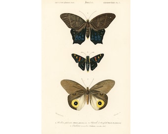 1861 Butterflies, Original antique lithograph by Orbigny, Entomology lepidoptera, Gift for butterfly lover