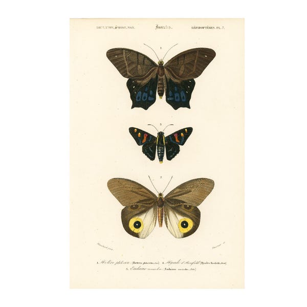 1861 Hyades Horsfieldii, Mariposas, placa original de Orbigny, Entomología, colores pintados a mano