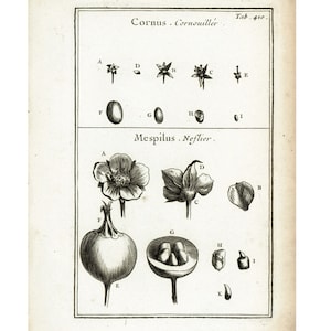 1797 Níspero Grabado Original Flor Plato de frutas Elementos antiguos Decoración botánica Tournefort Chamanismo vegetal