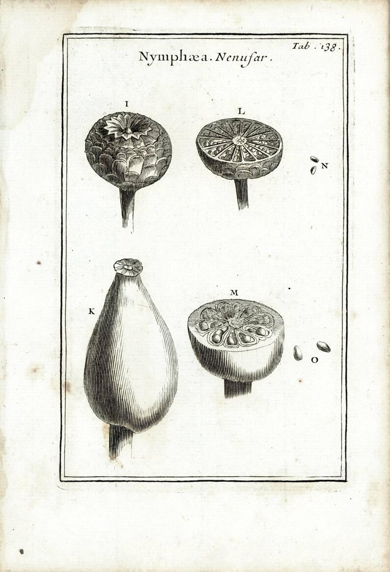 1797 Authentic Antique Water Lilies Aquatic Plants Wildflower Print Botanical Natural History Wall Art Home Decor