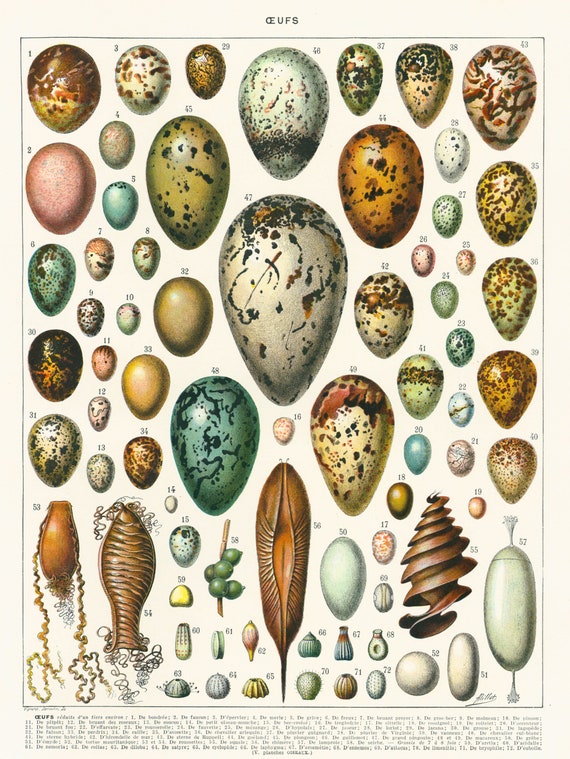 Shell Identification Chart