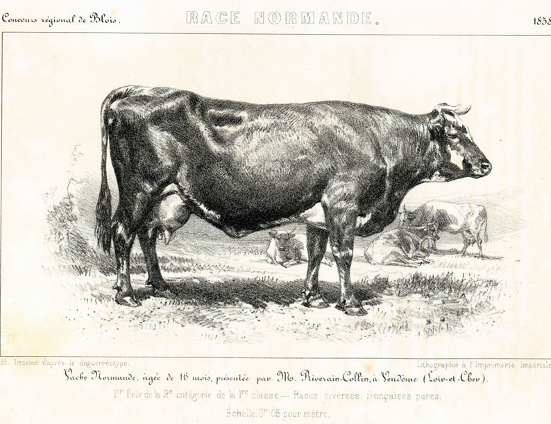 Cattle Farming 1858 Dairy Cattle Normande Antique Cow French Breeds Print Farm Decor French vintage Cow Bull breeds