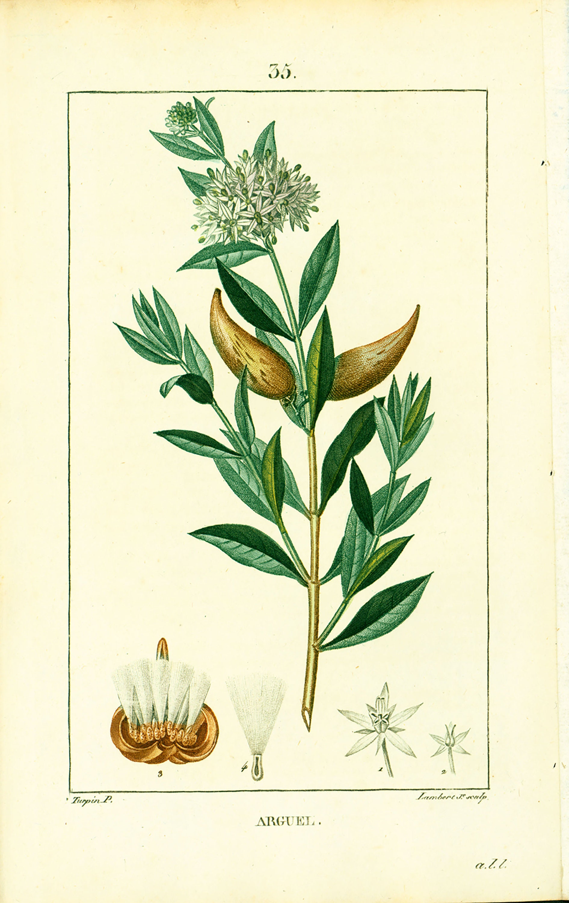 1814 Antique Solenostemma Argel Print Plant Natural History