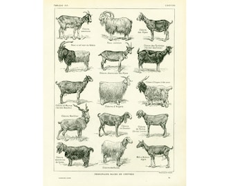 1922 Antique Domestic GOAT Print. Farming. Vintage FRENCH PRINT. Larousse illustration. French Country vintage