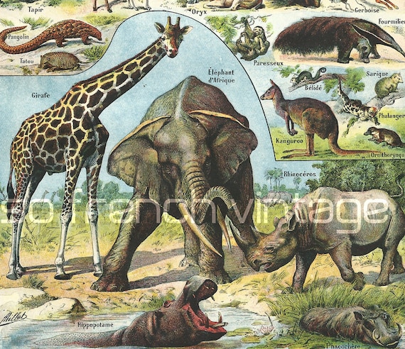 1930 Giraffe, Elephant, Mammals, Animals Antique Print, Larousse