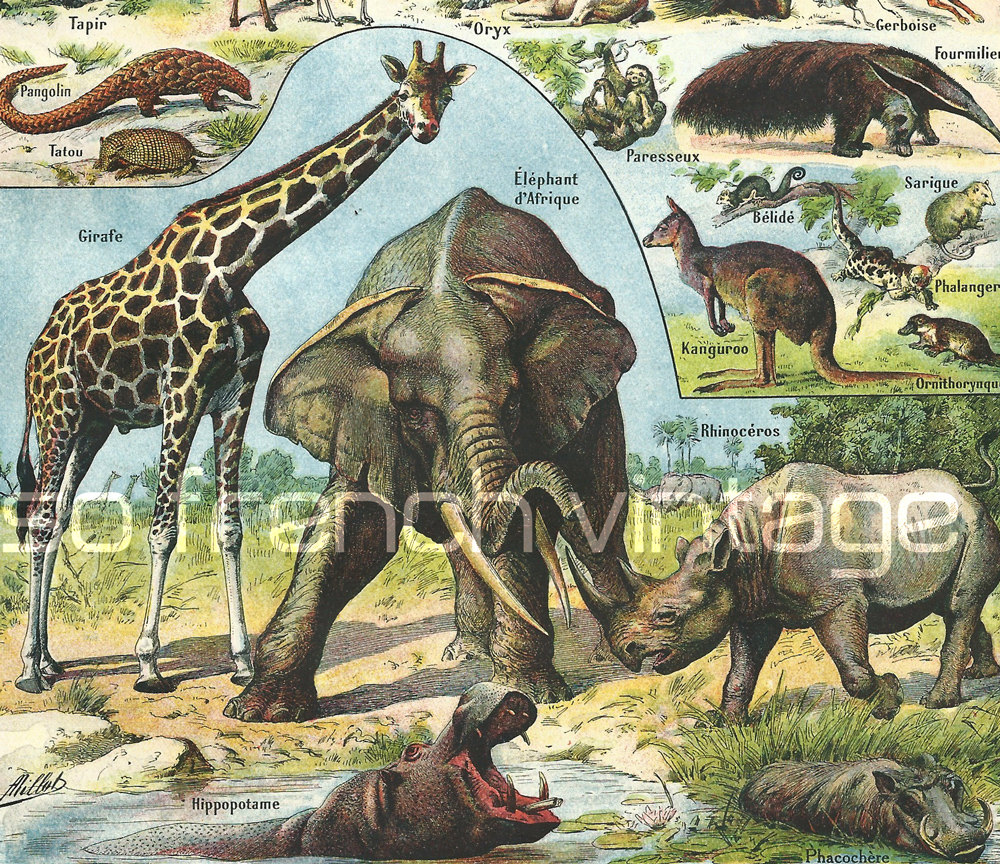 1930 Giraffe, Elephant, Mammals, Animals Antique Print, Larousse