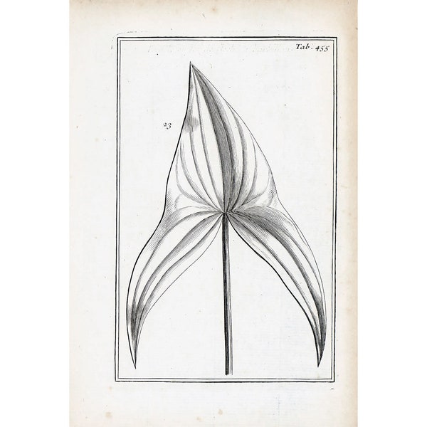 1797 Antique Sagittaria Leaf arrowhead  morphology Print Botanical Natural History Wall Home Decor