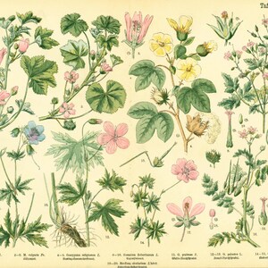 1885-poster de Geraniums Geraniaceaes de originele botanische plaat van Malve Malvaceae