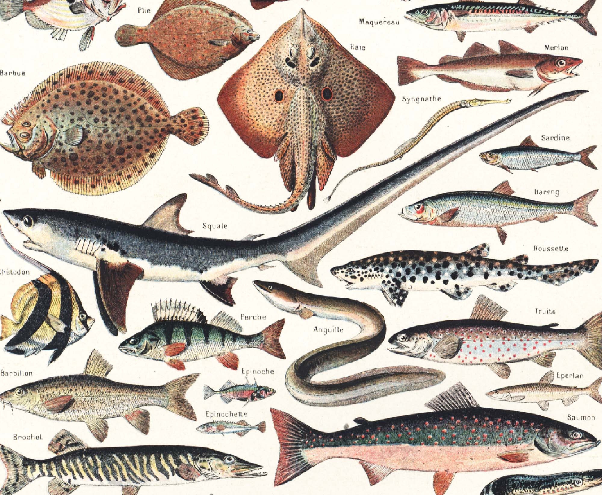 1930 Antique Fish Chart Ichtyology Identification Authentic - Etsy