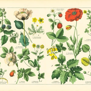 1869 Papaver Poppy Raspberry Strawberry Medicinal Plant XL Chart Herbs Herbal Botanical Lithograph Print Wall Art Home Decor Framing