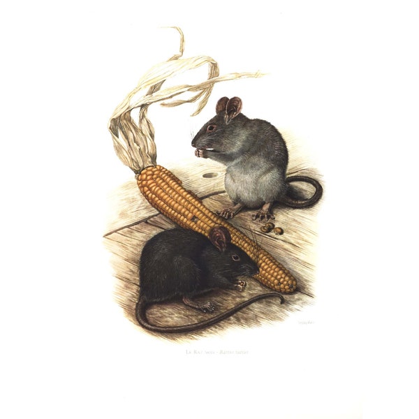 1974 Rat noir Lithographie Animaux faune  Histoire naturelle. Biodiversité.