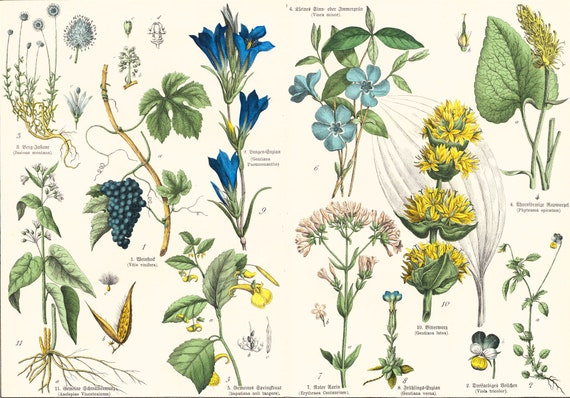 1869 Gentiane Pervenche Vigne Violette Plante medicinale - Etsy France
