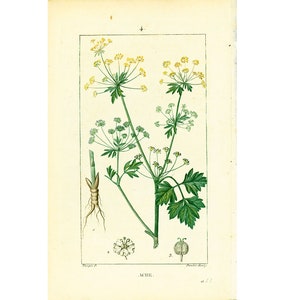 Könnte beinhalten: Eine botanische Illustration einer Pflanze mit gelben Blüten und grünen Blättern. Die Pflanze ist mit "ACHE." beschriftet.