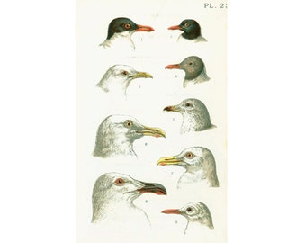 1890 Antique Seagulls Gulls Lari Terns Larus Chart Beak Feather Natural History Antique Bird Print Ornithology Chart Wall Art