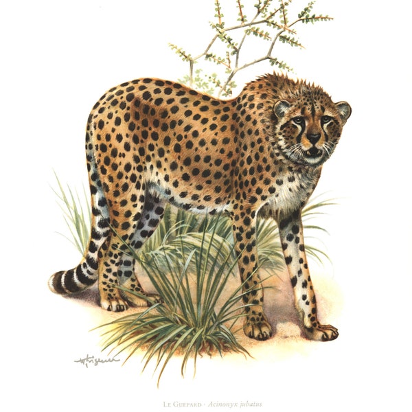 1974 Guépard Félins Lithographie Animaux faune sauvage Histoire naturelle. Biodiversité.