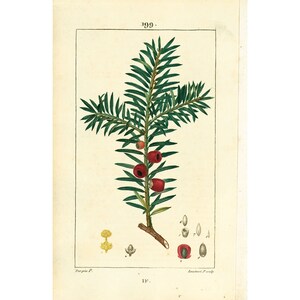 1814 Antique English Yew Print Natural History Botanical Botany Print for framing decor