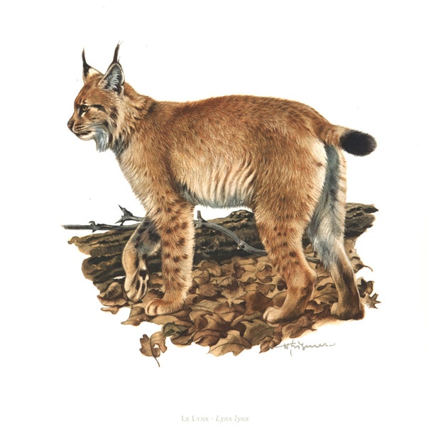 1974 Lynx Félin Chat Sauvage Lithographie Animaux. Histoire naturelle. Biodiversité.