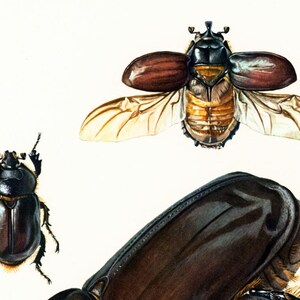 1960 Vintage Rhinoceros Beetle Oryctes nasicornis Print. Coleoptera Illustration. Insect Print. Entomology. Natural History. Science. image 5