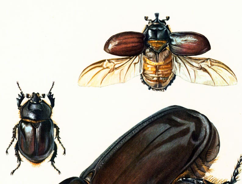 1960 Vintage Rhinoceros Beetle Oryctes nasicornis Print. Coleoptera Illustration. Insect Print. Entomology. Natural History. Science. image 5