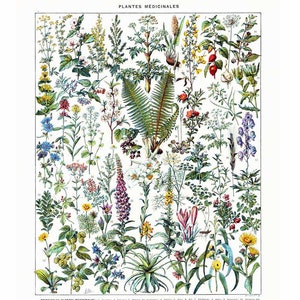 1933 Heilpflanzen - Original Botanischer Teller Larousse - Kräuterkunde - Phytotherapie