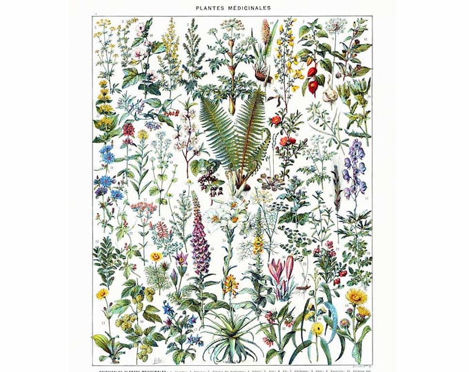 1933 Vintage Medicinal Plants Print. Identication Chart. Herbs Wall Art ...