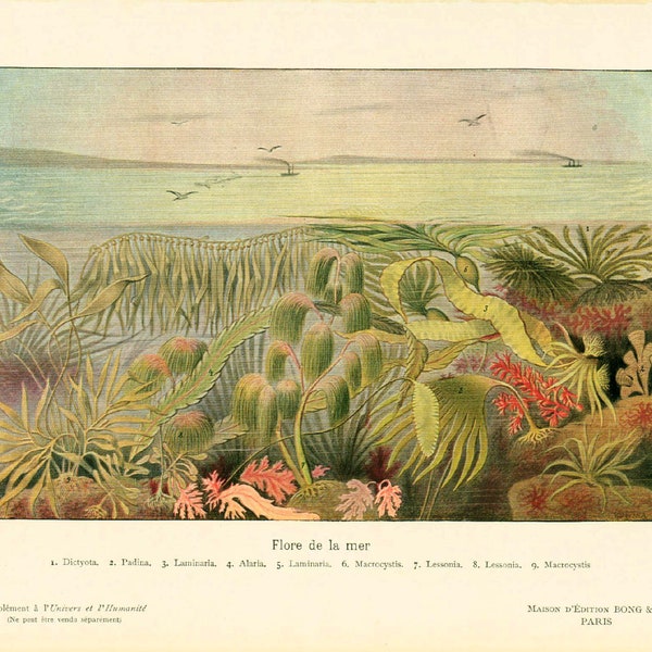 1908 Flore marine, Algues illustration , Planche originale Histoire Naturelle, Botanique