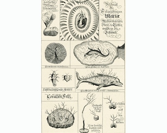 1908 Bestiary Antique print Original Vintage Illustration Wall Art.