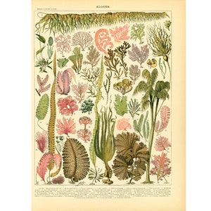 1897 Seaweed XL Antique Print. Larousse. 115 Years Old. Nautical Decor Sealife Wall Art