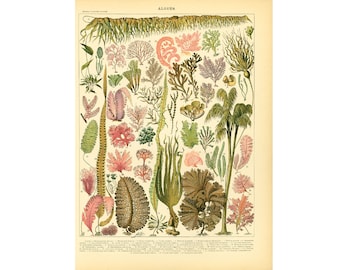 1897 Seaweed XL Antique Print. Larousse. 115 Years Old. Nautical Decor Sealife Wall Art
