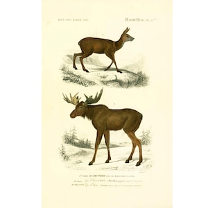 1861 Moose and Siberian Musk Dear Antique Print Farm Decor