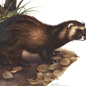 1974 European polecat Mustela putorius vintage illustration Mustela lutreola, animal Art Print, Wild animal, painting image 4