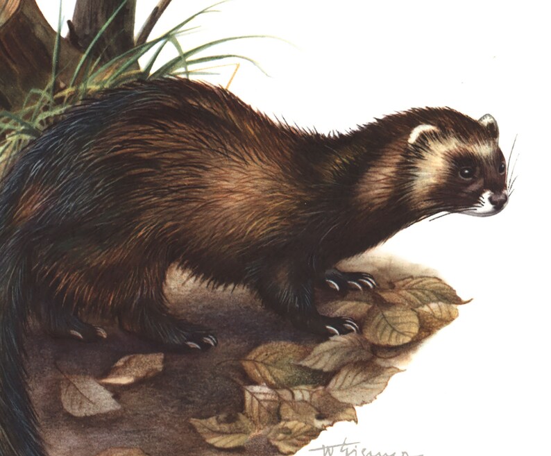 1974 European polecat Mustela putorius vintage illustration Mustela lutreola, animal Art Print, Wild animal, painting image 4