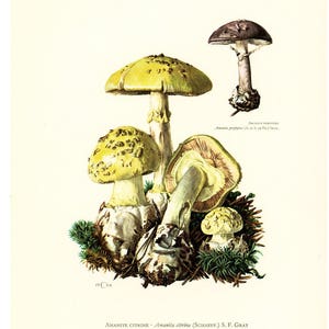 1962 la amanita citrina identificación original tablero seta ilustraciones tóxicos venenosas dibujo Micología