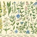 see more listings in the Botanical Prints section