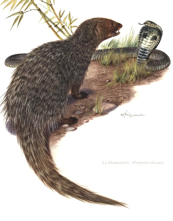 Mongoose 1974 sale