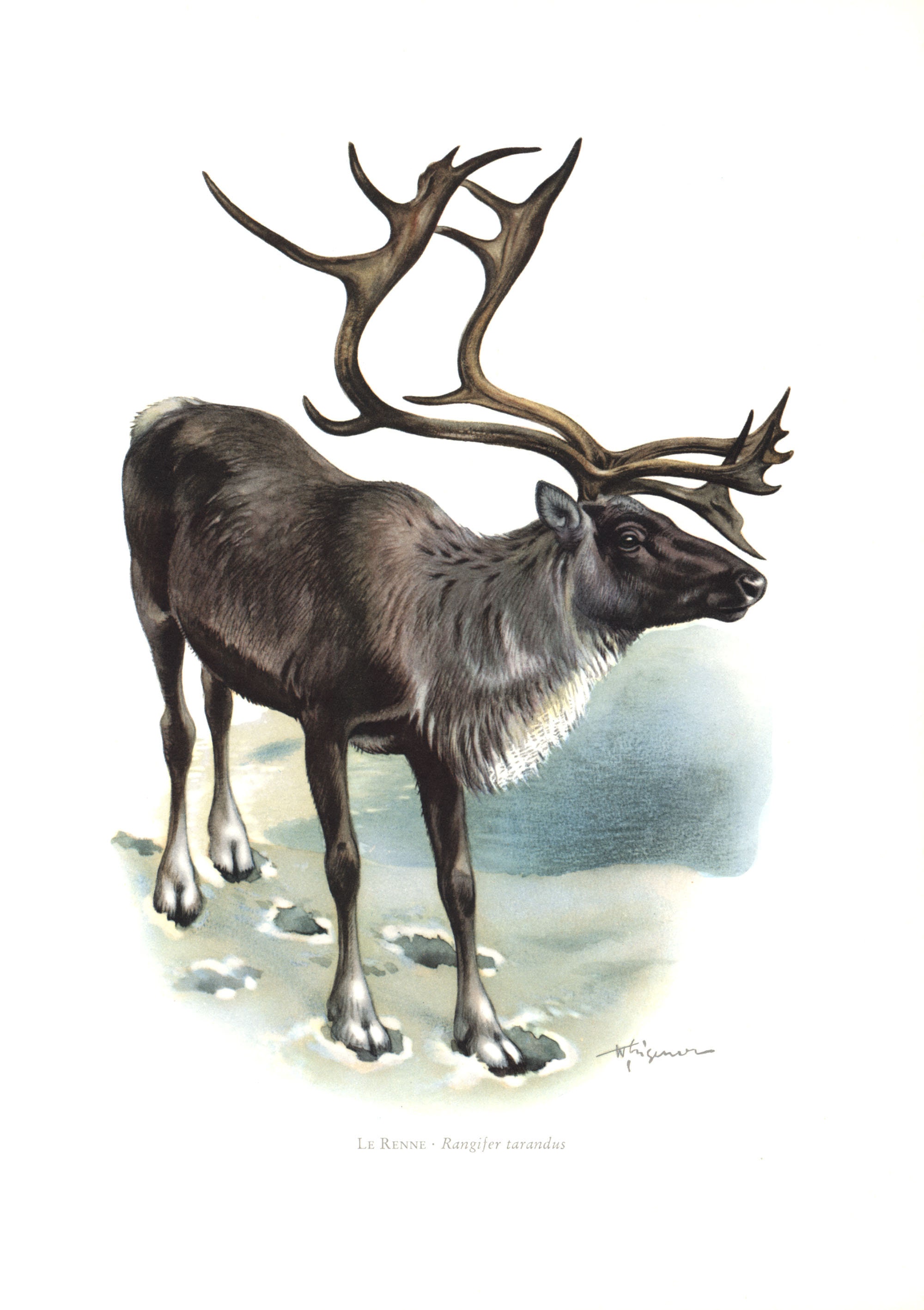 1974年 トナカイ カリブー 鹿 反芻動物 絵 自然主義者のイラスト
