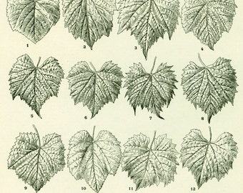 1922 Antique Leaf Print, FIG LEAF, Vintage Botanical print, Larousse illustration