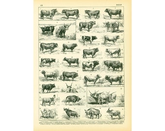1897 Cattle print Large size, Bulls, Cows, Original Larousse print, French antique 120 years old