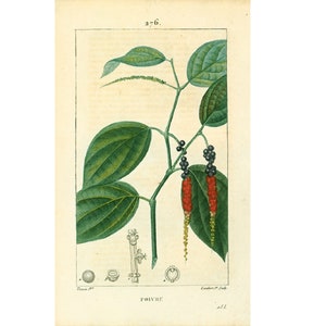 1814 Black Pepper, Piper nigrum Peppercorn, Antique Herbalism Print Plant Nature Botanical Wall Art framing Home decor