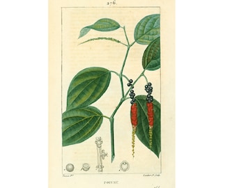 1814 Black Pepper, Piper nigrum Peppercorn, Antique Herbalism Print Plant Nature Botanical Wall Art framing Home decor