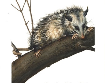 1974 Virginia opossum  vintage illustration, Animal Art Print, Wildlife Wall Art