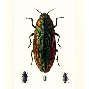 1960 Stralend Bupreste. Lampra-rutilans. Insectenillustratie. Kever. Originele Entomologieplaat.