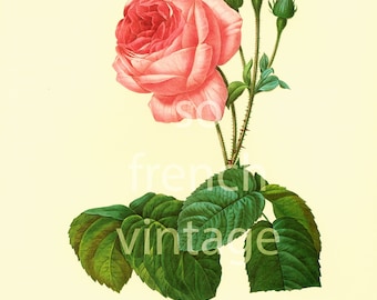 Rosa Centifolia Large Size Botanical print REDOUTE FLOWERS Garden Nature Wall Art